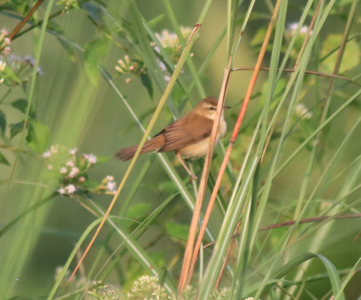 Paddyfield Warbler - ML620637406