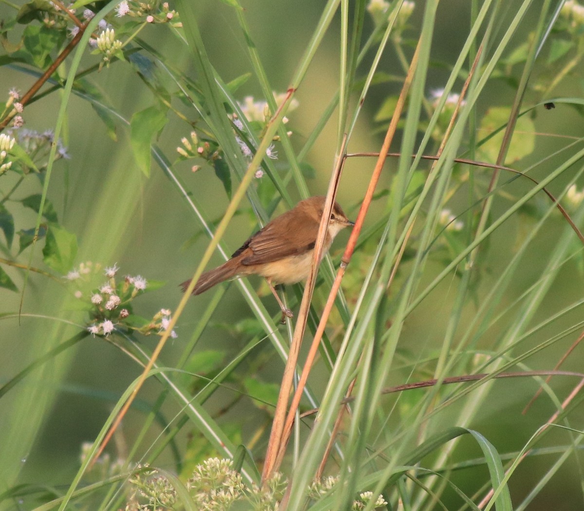 Paddyfield Warbler - ML620637408