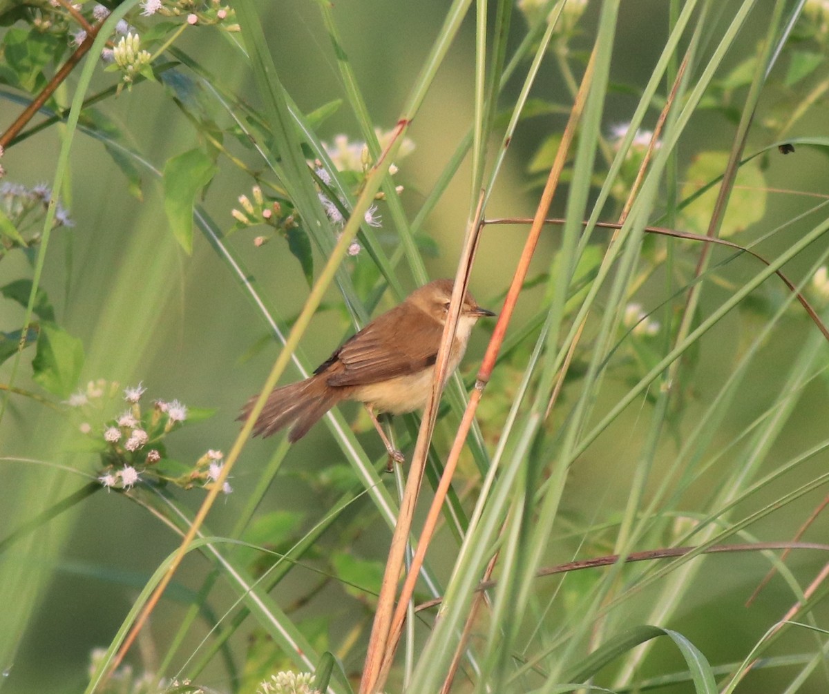 Paddyfield Warbler - ML620637410