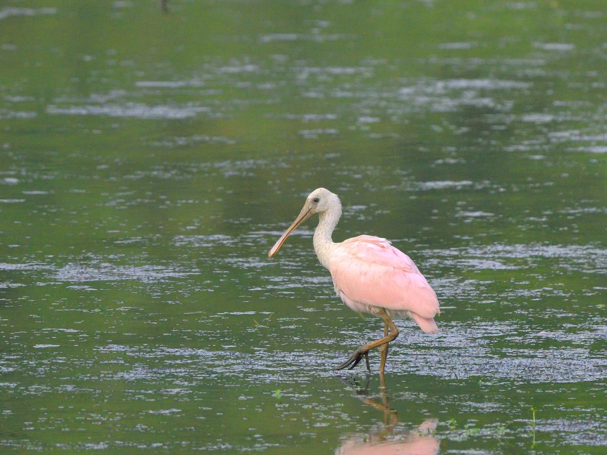 Roseate Spoonbill - ML620637412