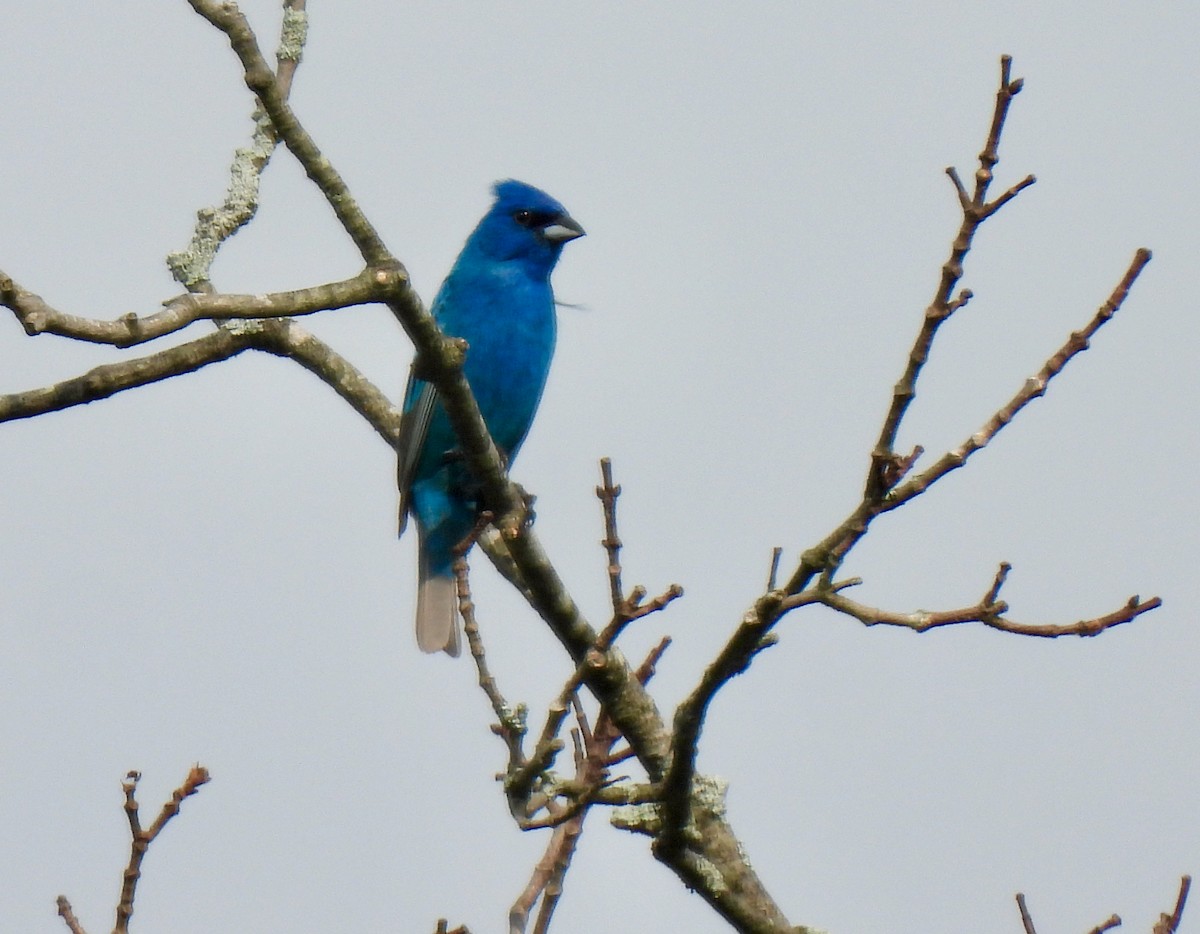 Indigo Bunting - ML620637414