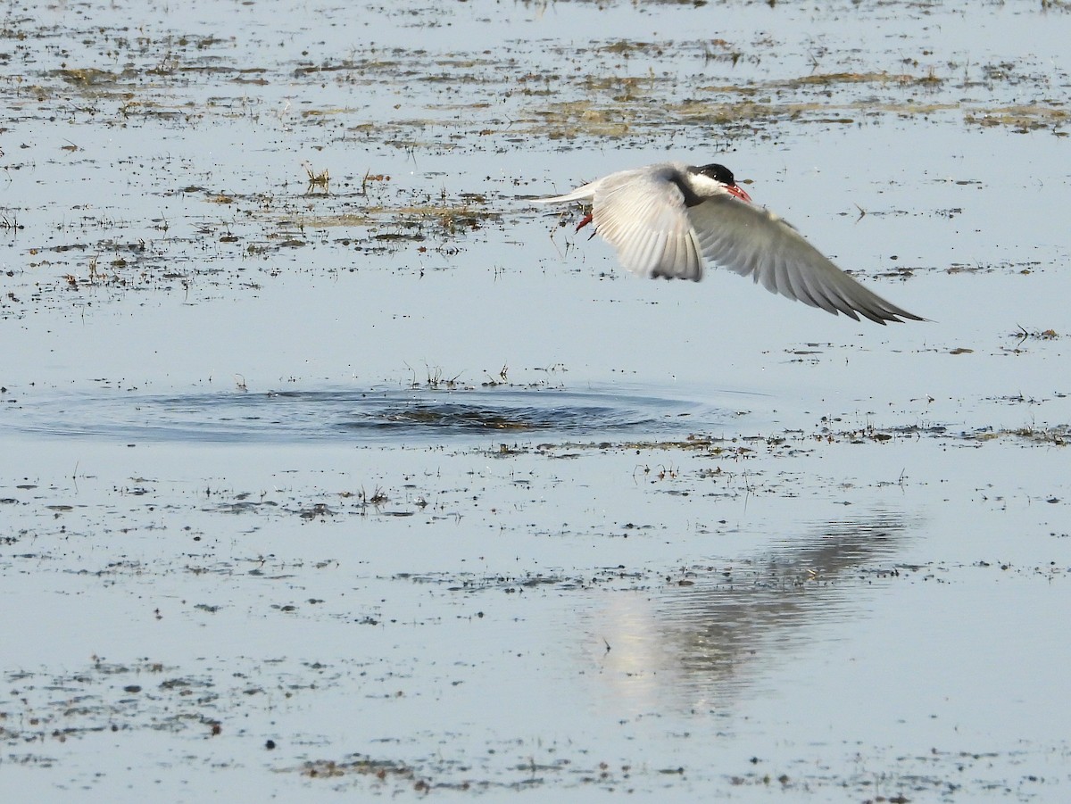 Whiskered Tern - ML620637421