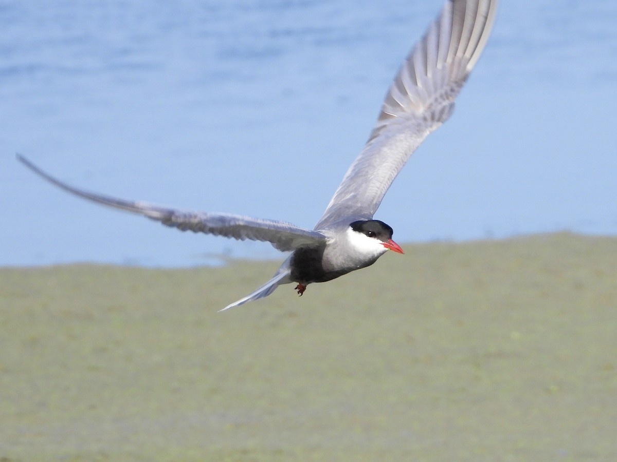 Whiskered Tern - ML620637424