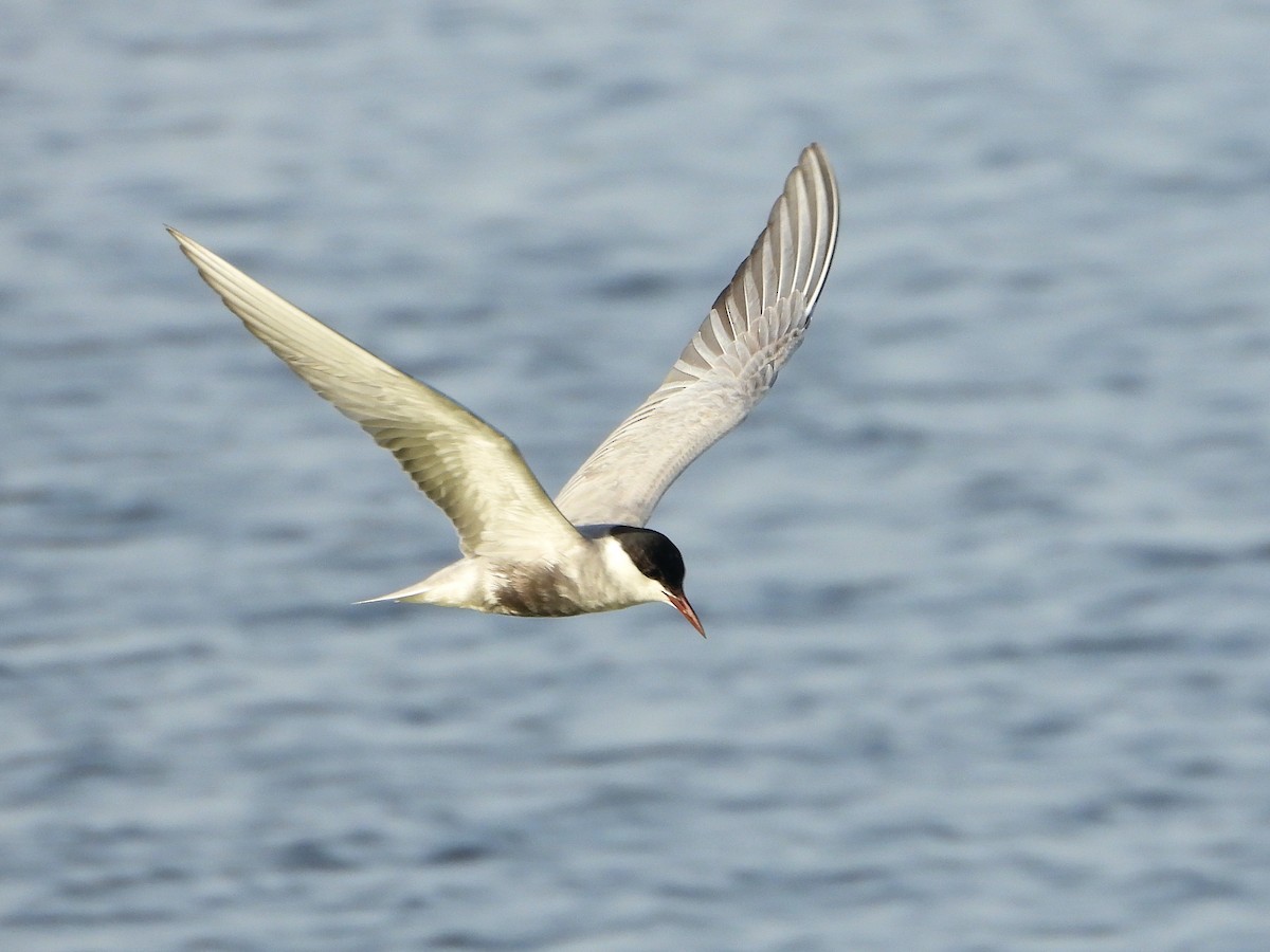 Whiskered Tern - ML620637426