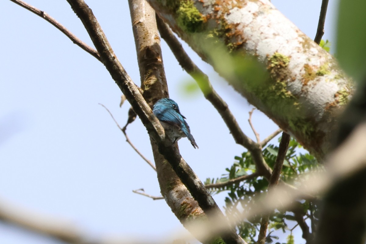 Turquoise Flycatcher - ML620637428