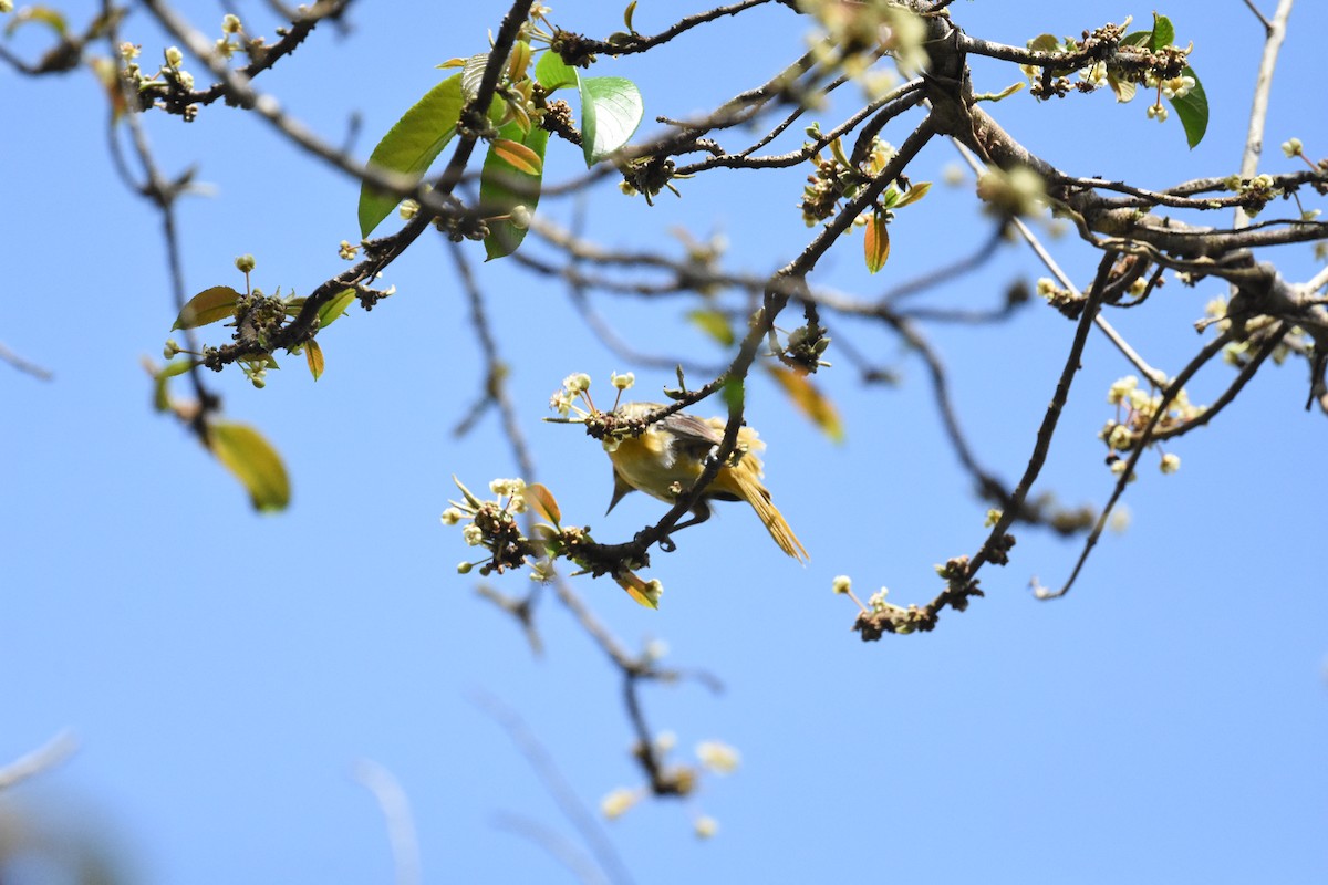 Baltimore Oriole - ML620637431