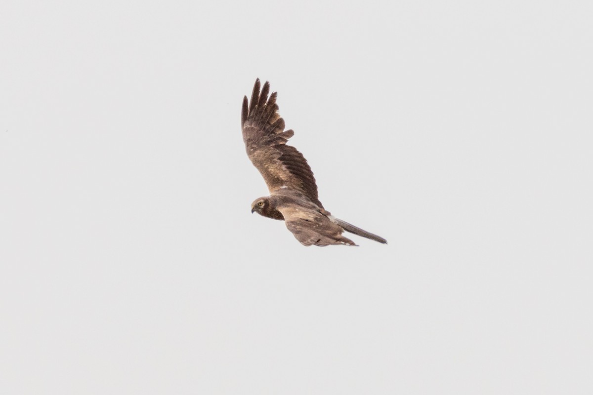 Montagu's Harrier - ML620637433