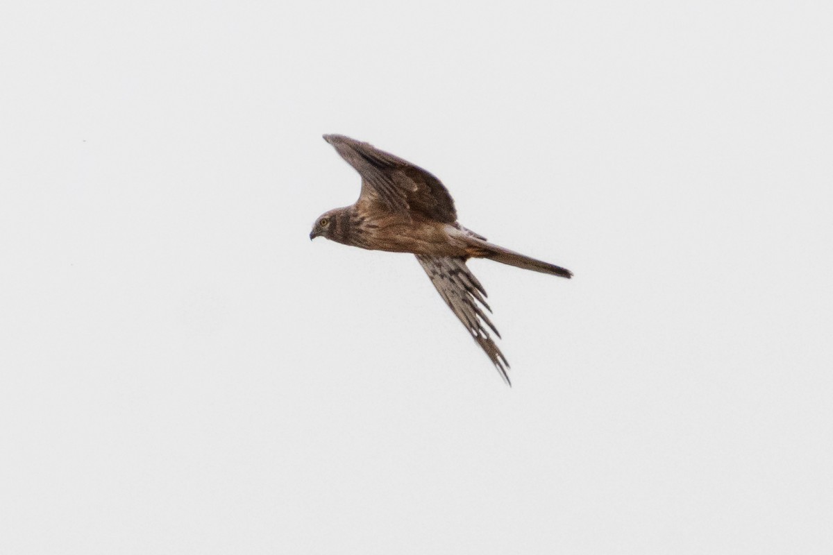 Montagu's Harrier - ML620637434