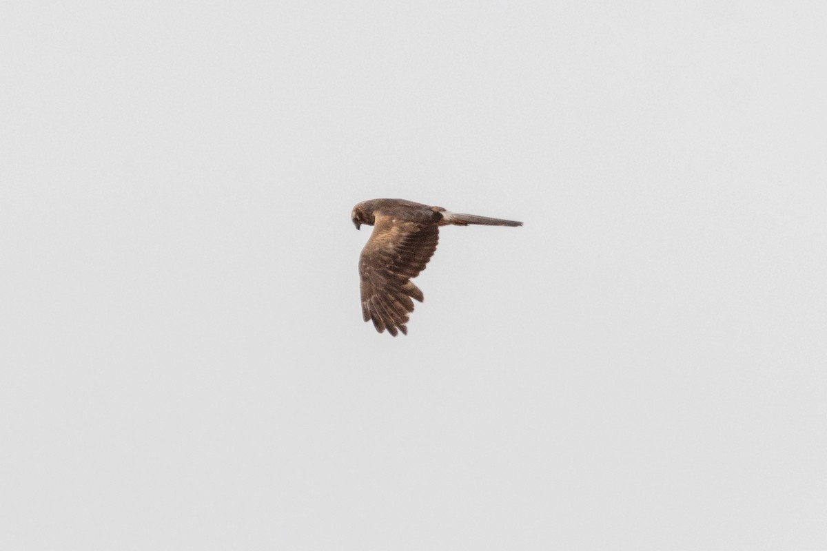 Montagu's Harrier - ML620637435