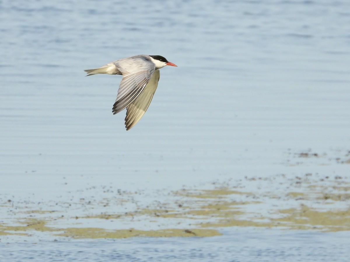 Whiskered Tern - ML620637438