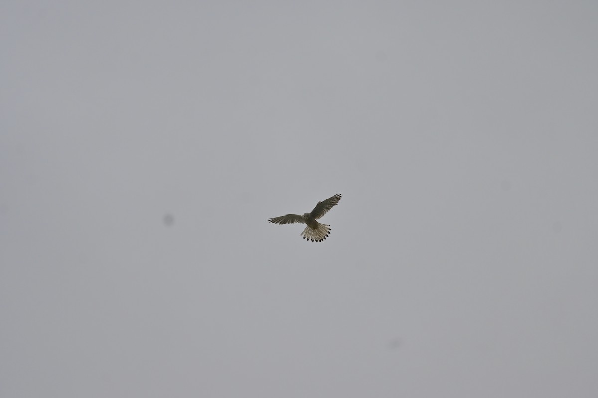 Eurasian Kestrel - Roberto Lupi