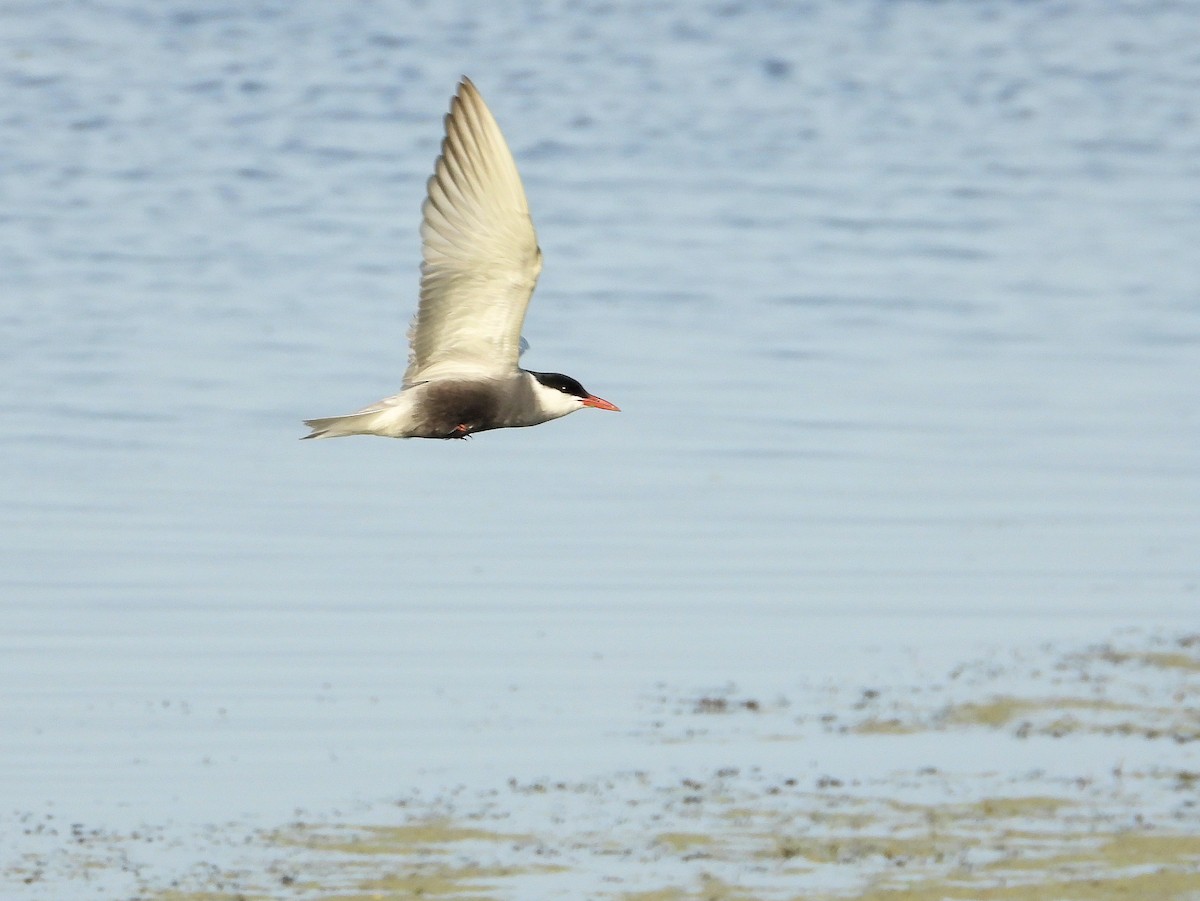 Whiskered Tern - ML620637442