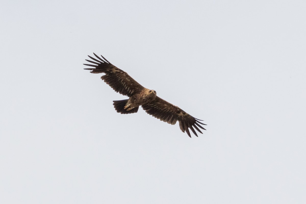 Lesser Spotted Eagle - ML620637443