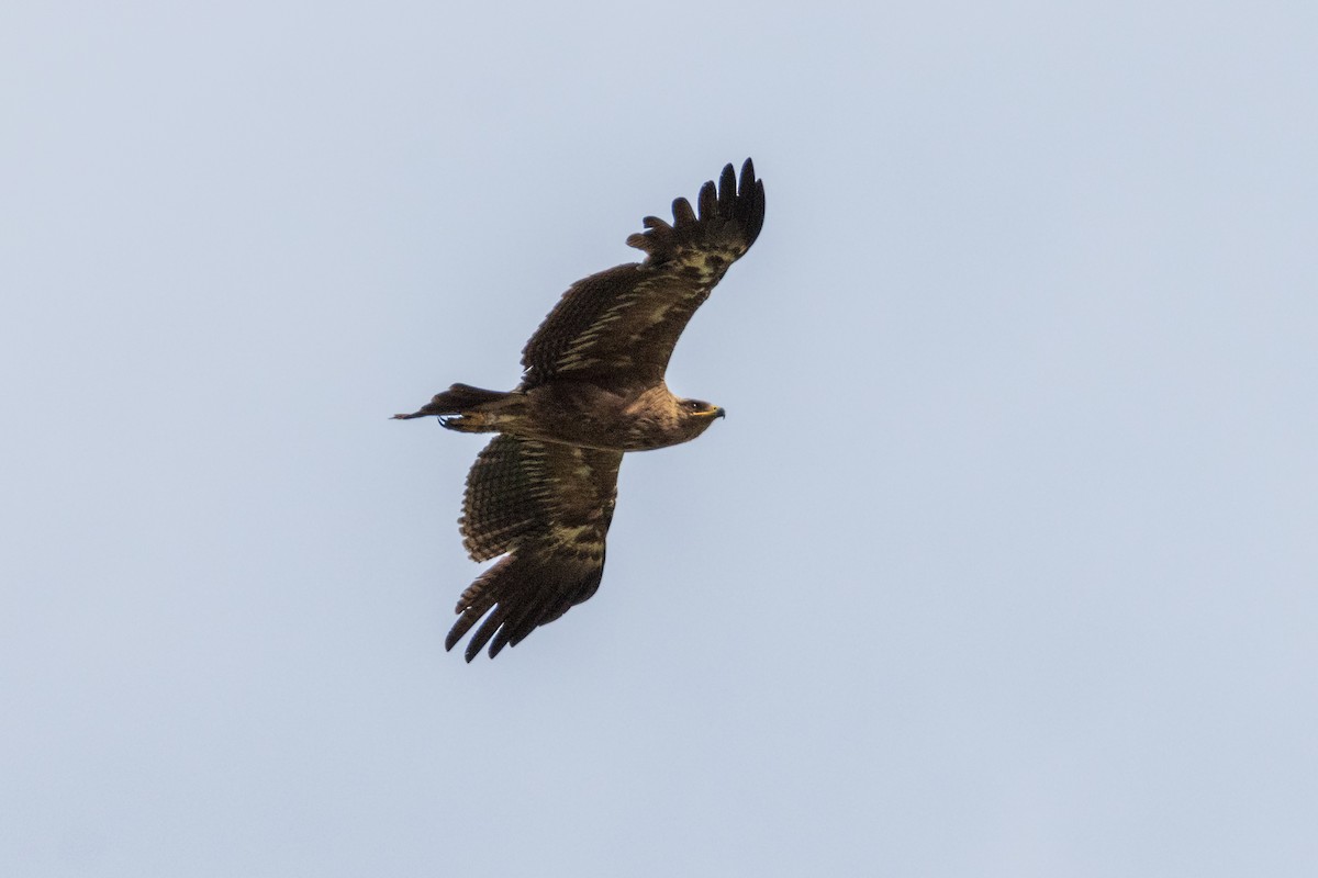 Lesser Spotted Eagle - Michal Bagala