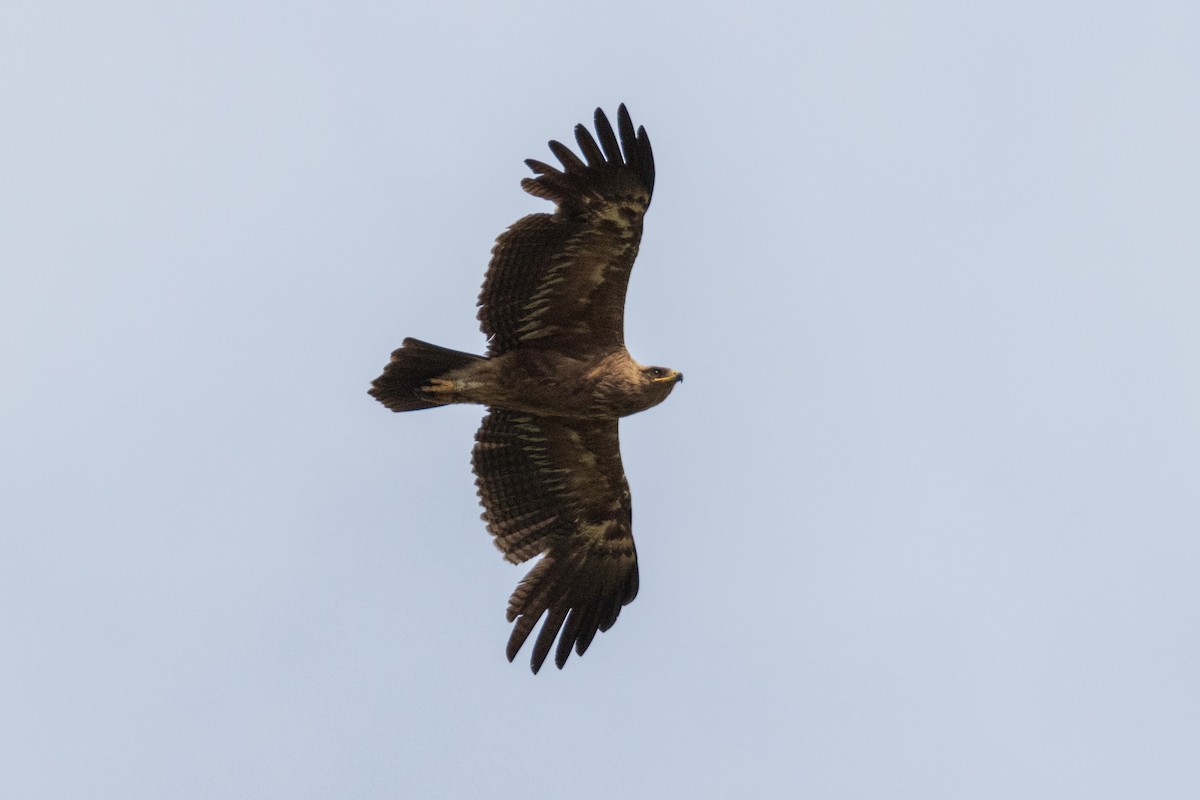 Lesser Spotted Eagle - ML620637446