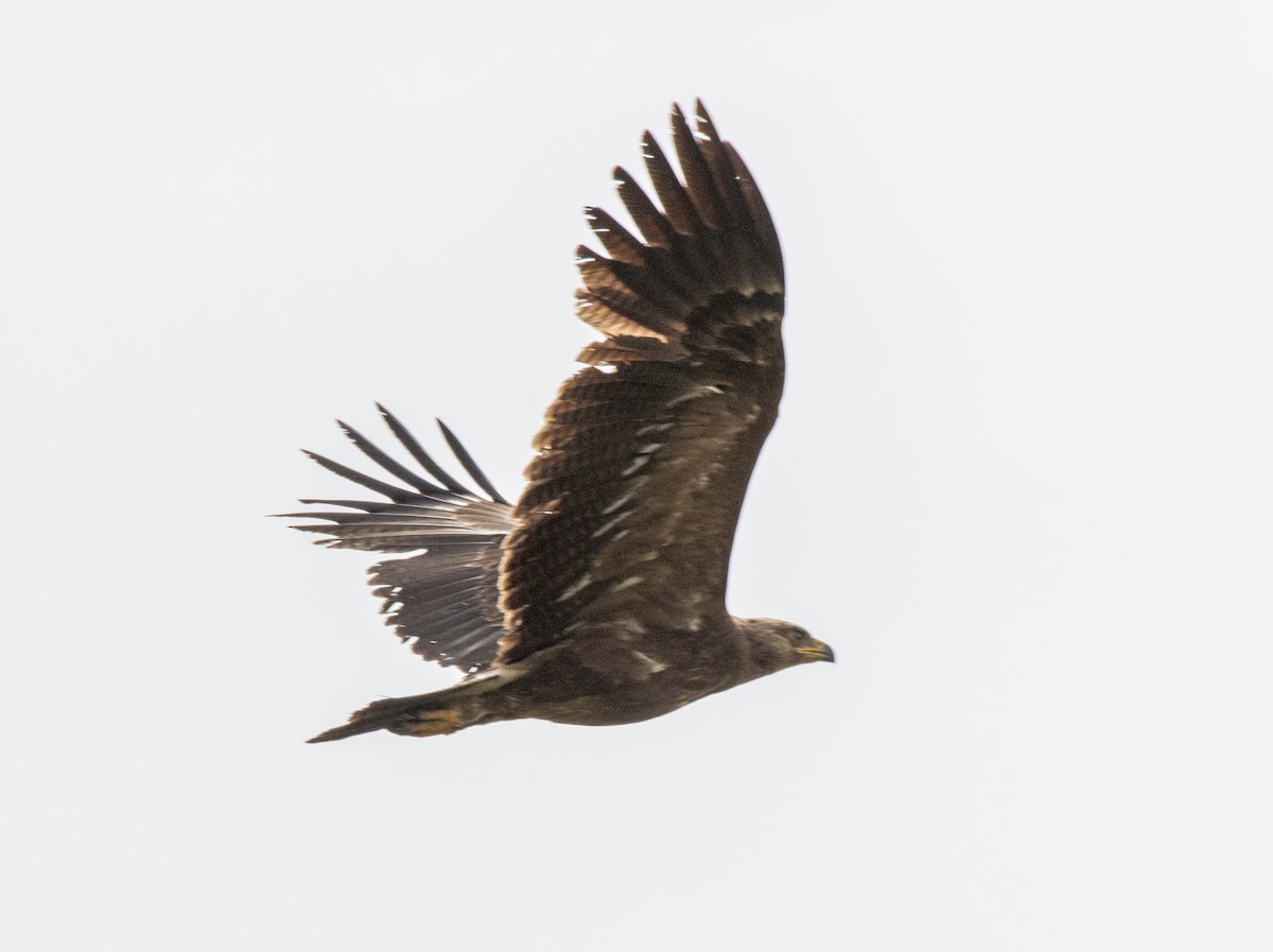 Lesser Spotted Eagle - ML620637447