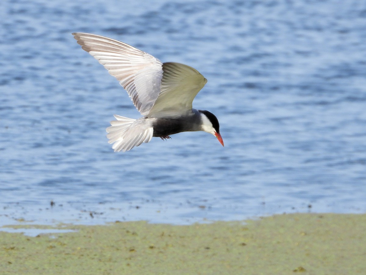 Whiskered Tern - Martin Rheinheimer