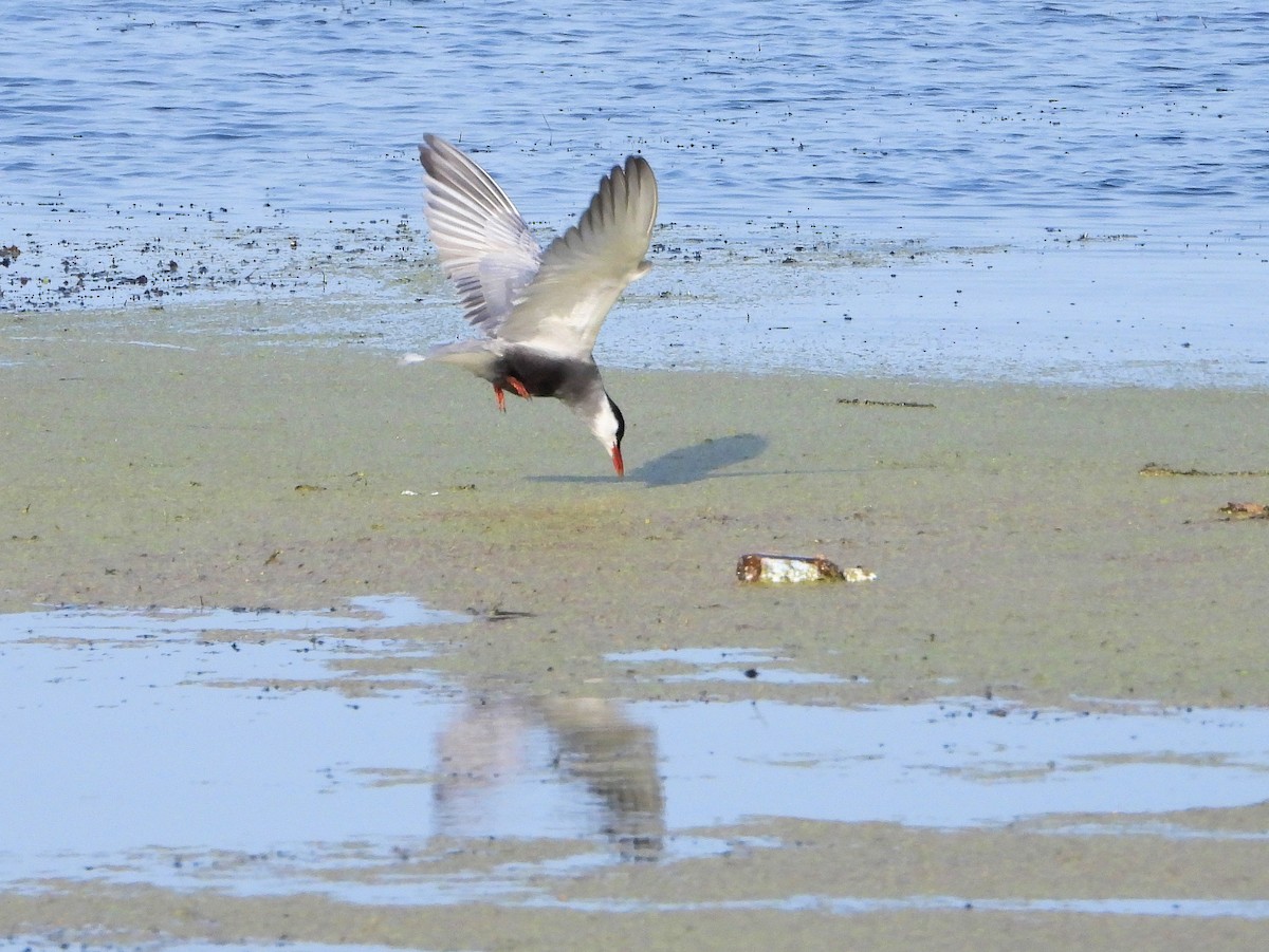 Whiskered Tern - ML620637452