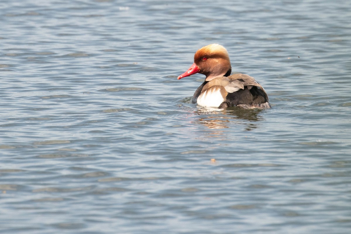 アカハシハジロ - ML620637454