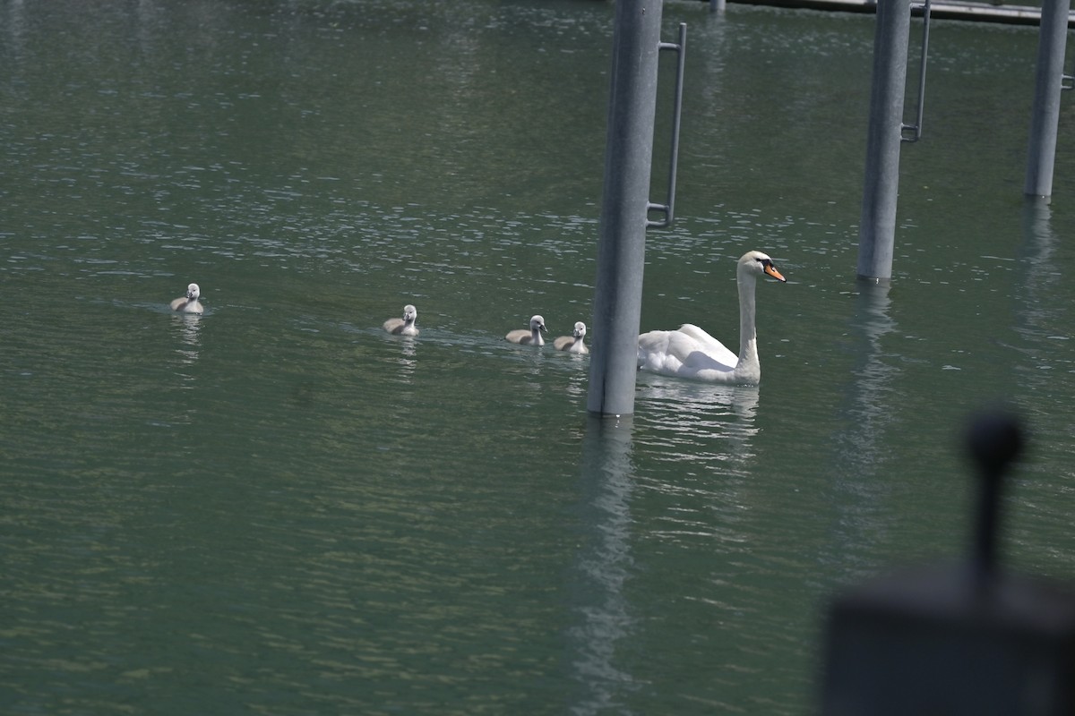 Mute Swan - ML620637455