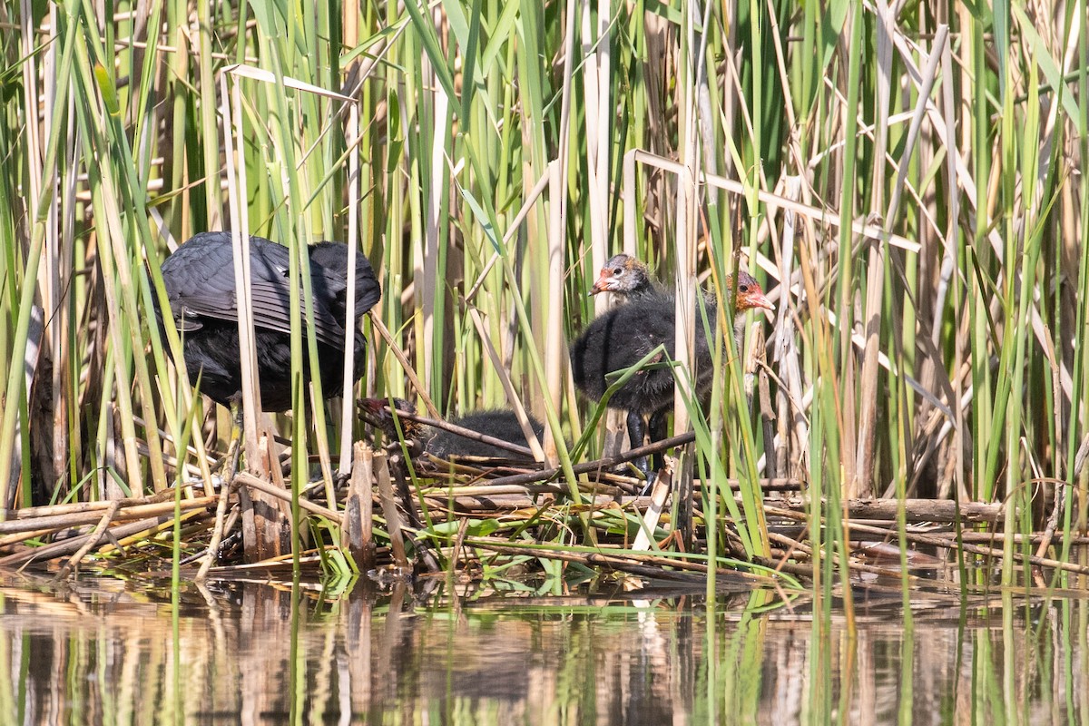 Eurasian Coot - ML620637456