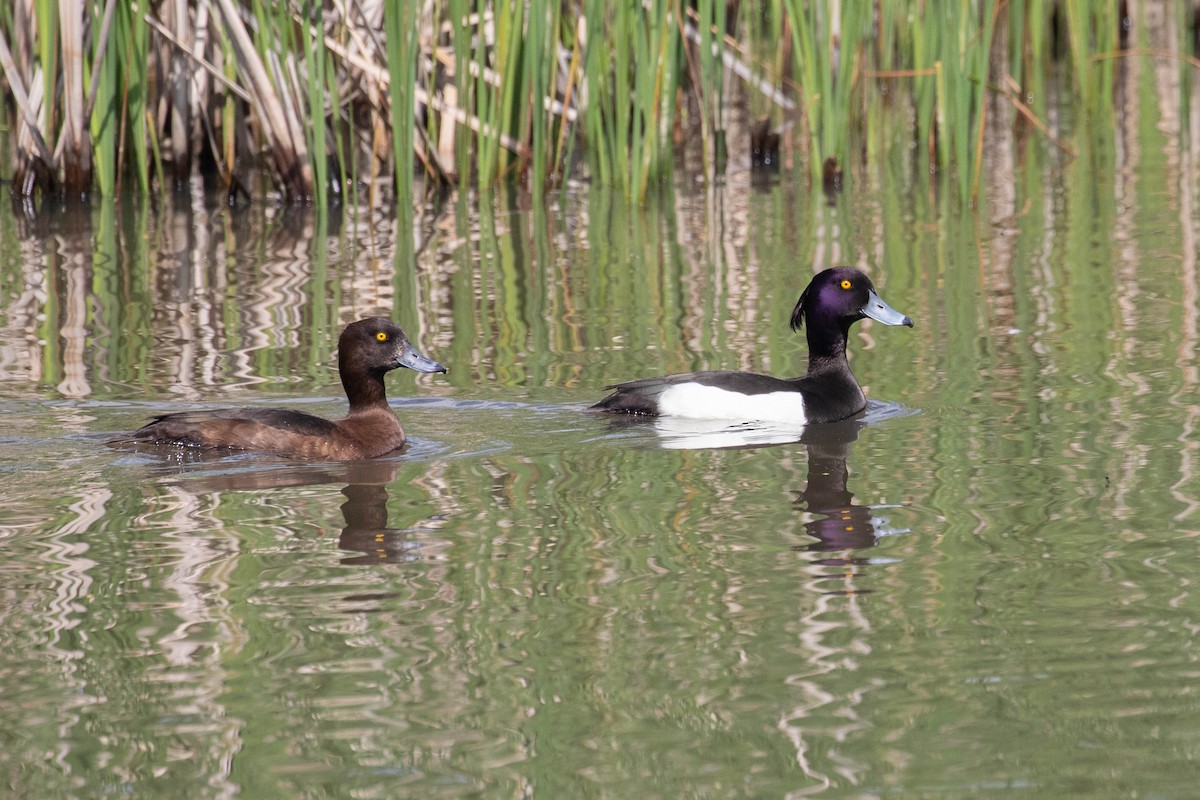 Tufted Duck - ML620637457