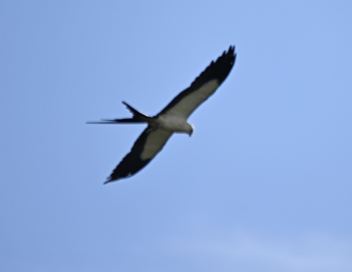 Swallow-tailed Kite - ML620637459