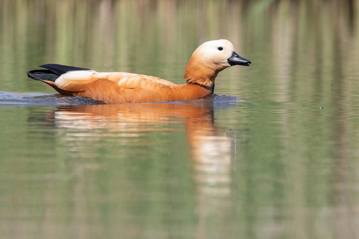 Ruddy Shelduck - ML620637467