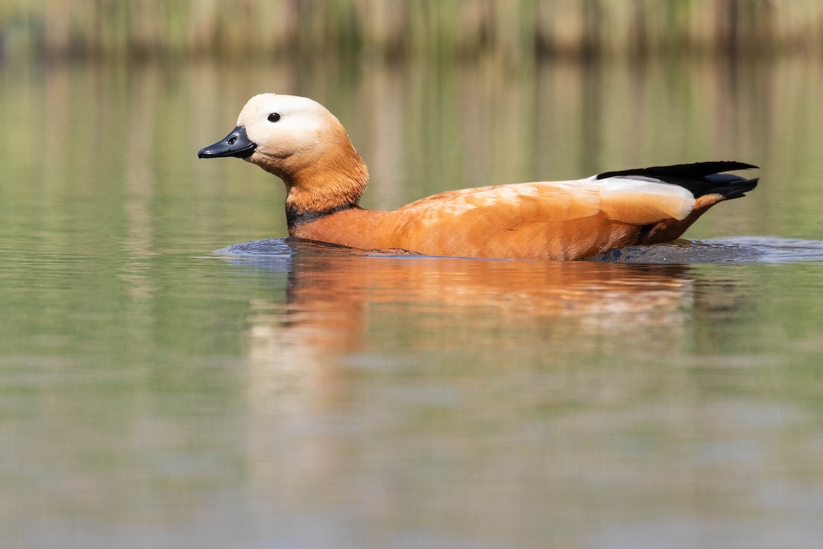 Ruddy Shelduck - ML620637468