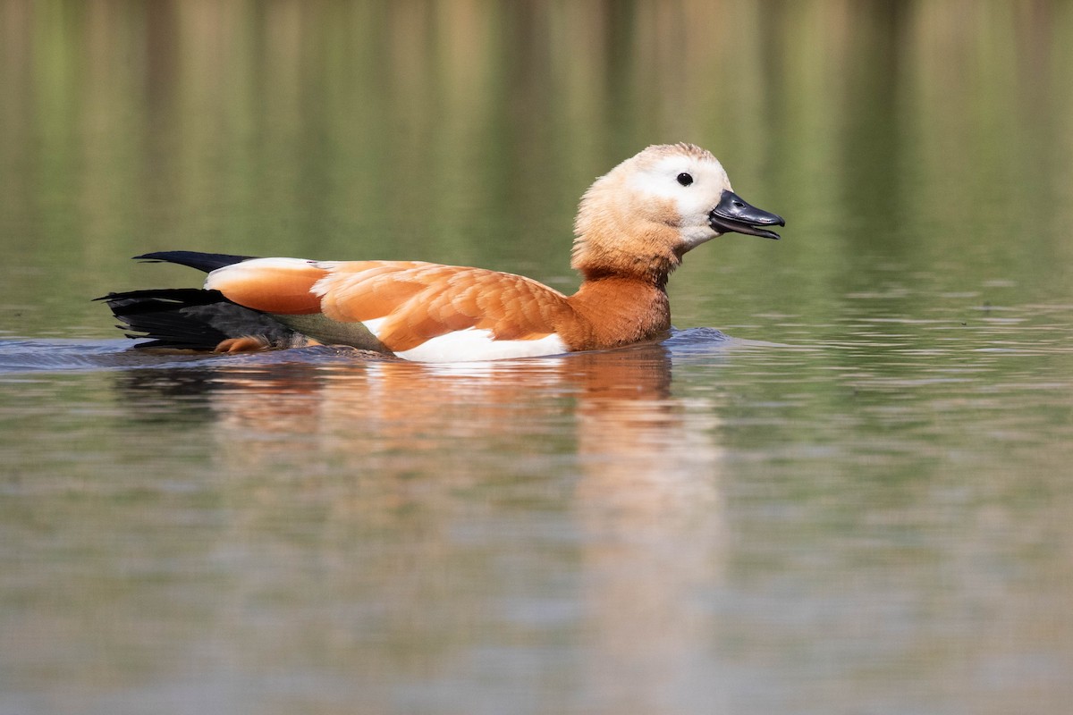 Ruddy Shelduck - ML620637470