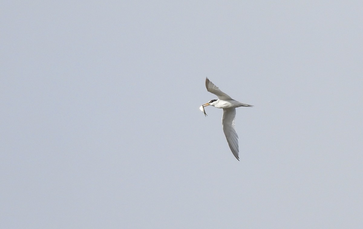 Least Tern - ML620637471