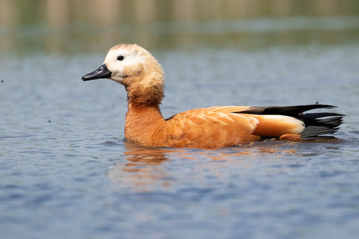 Ruddy Shelduck - ML620637472