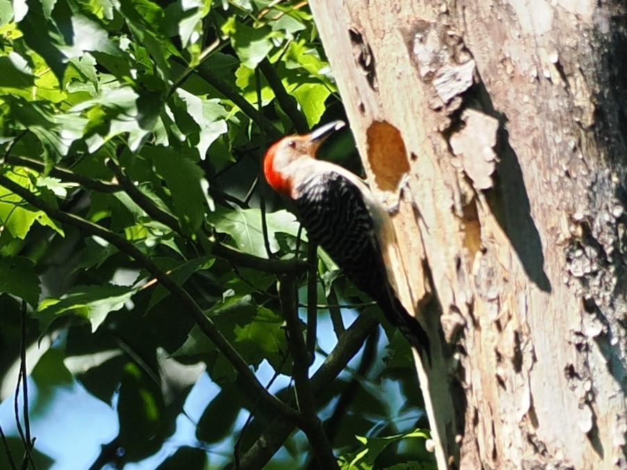 Red-bellied Woodpecker - ML620637473