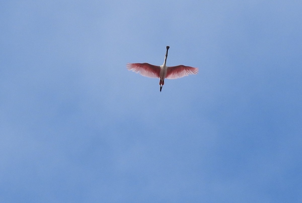 Roseate Spoonbill - ML620637476