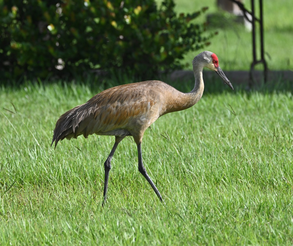 Grulla Canadiense - ML620637477