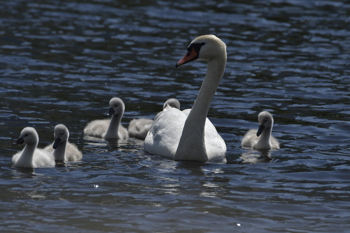 Cygne tuberculé - ML620637480