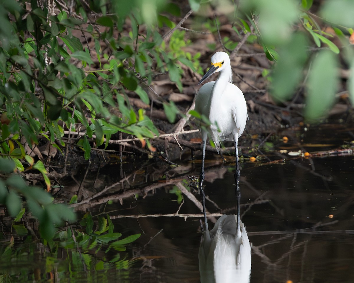 Snowy Egret - ML620637481