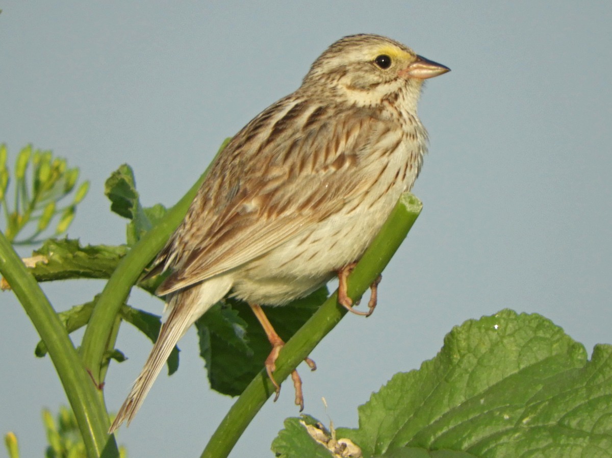 Savannah Sparrow (Ipswich) - ML620637483