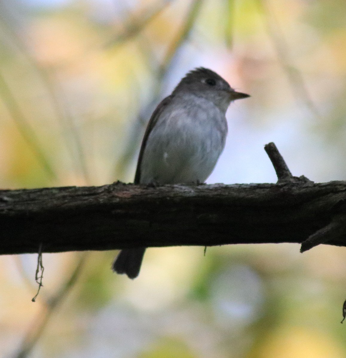 Asian Brown Flycatcher - ML620637487