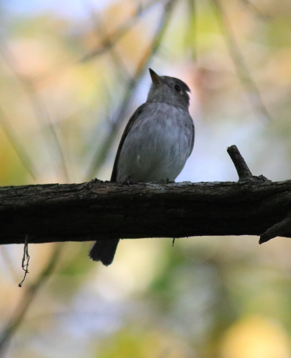 Asian Brown Flycatcher - ML620637488