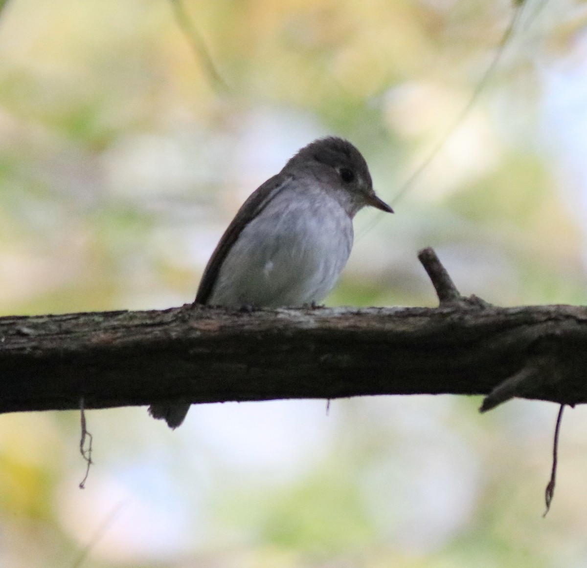 Asian Brown Flycatcher - ML620637490