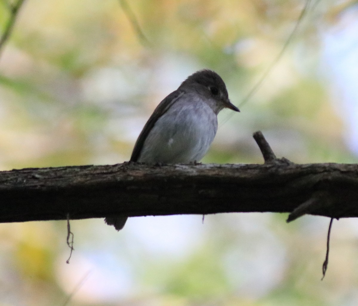 Asian Brown Flycatcher - ML620637492