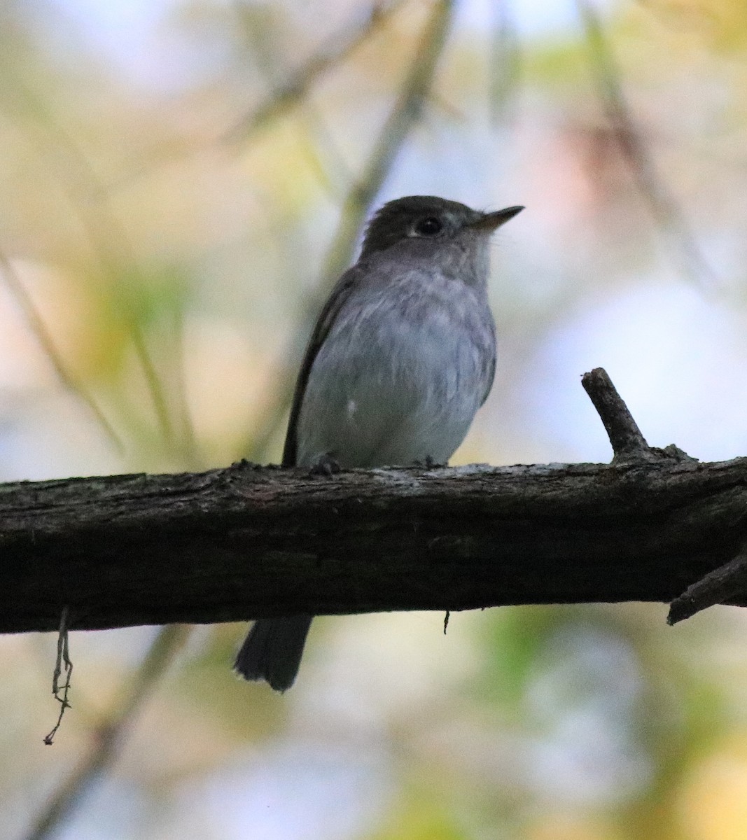 Asian Brown Flycatcher - ML620637493