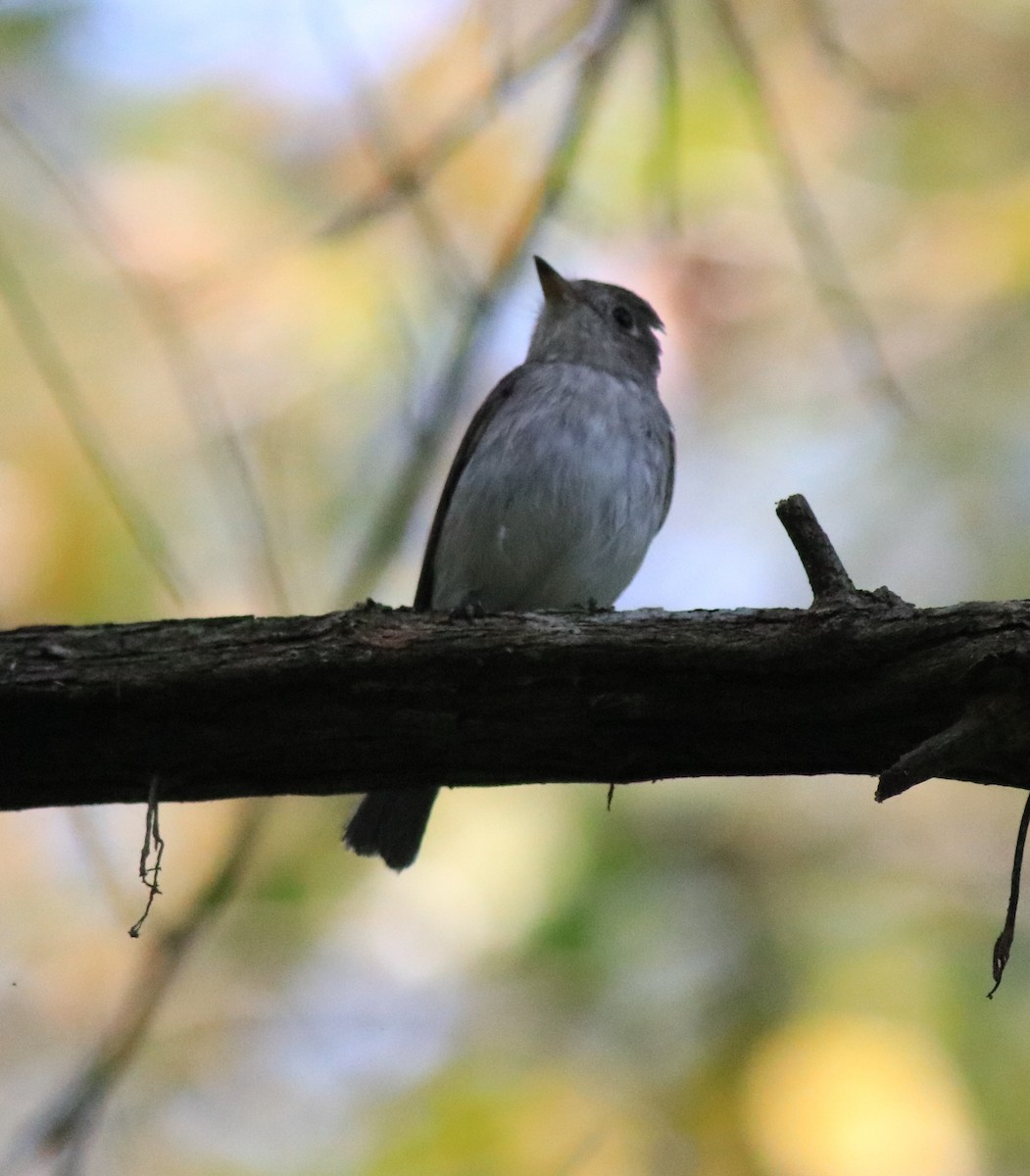 Asian Brown Flycatcher - ML620637494