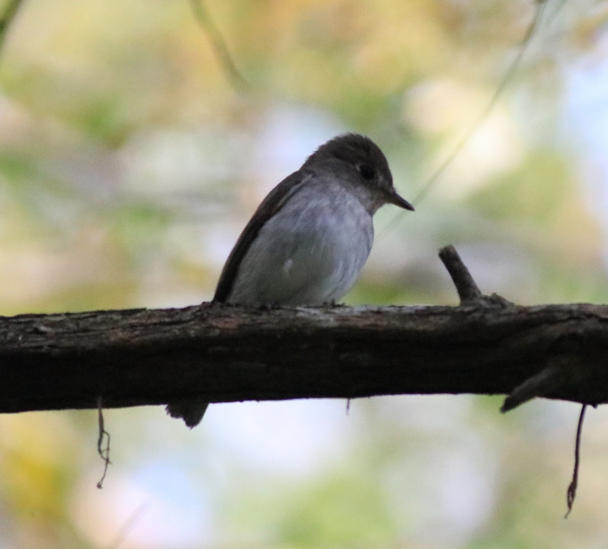 Asian Brown Flycatcher - ML620637495