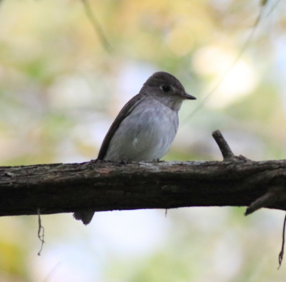 Asian Brown Flycatcher - ML620637499