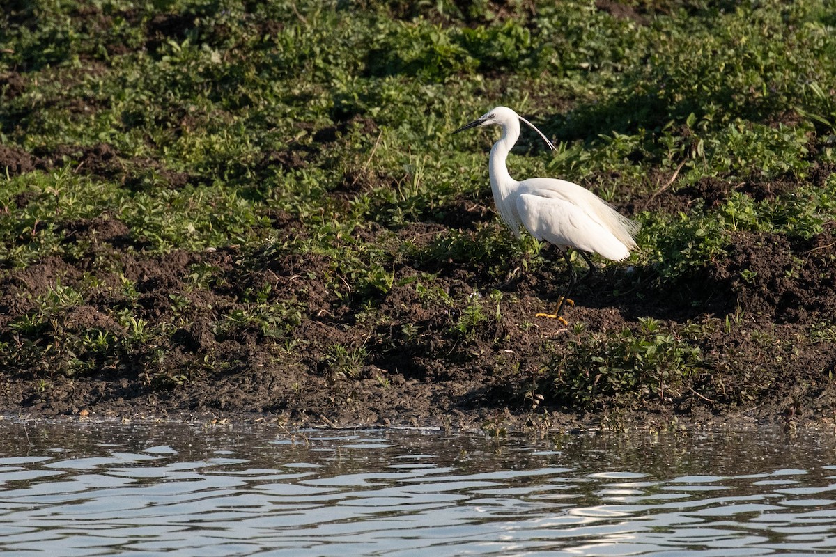 Little Egret - ML620637503