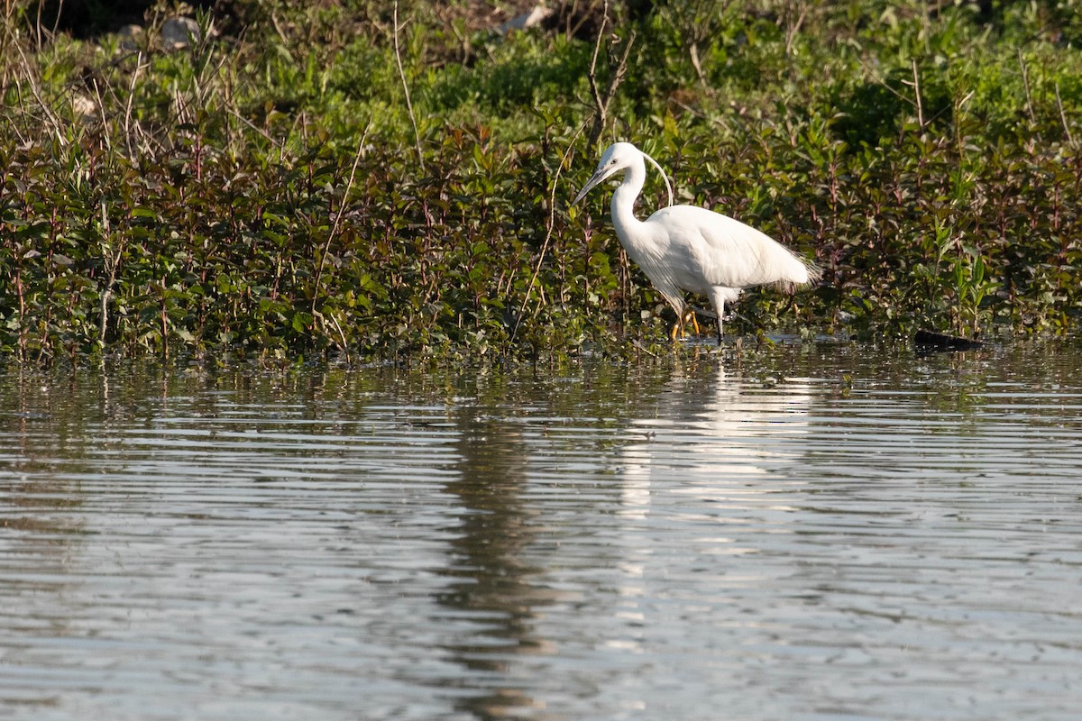 Little Egret - ML620637504