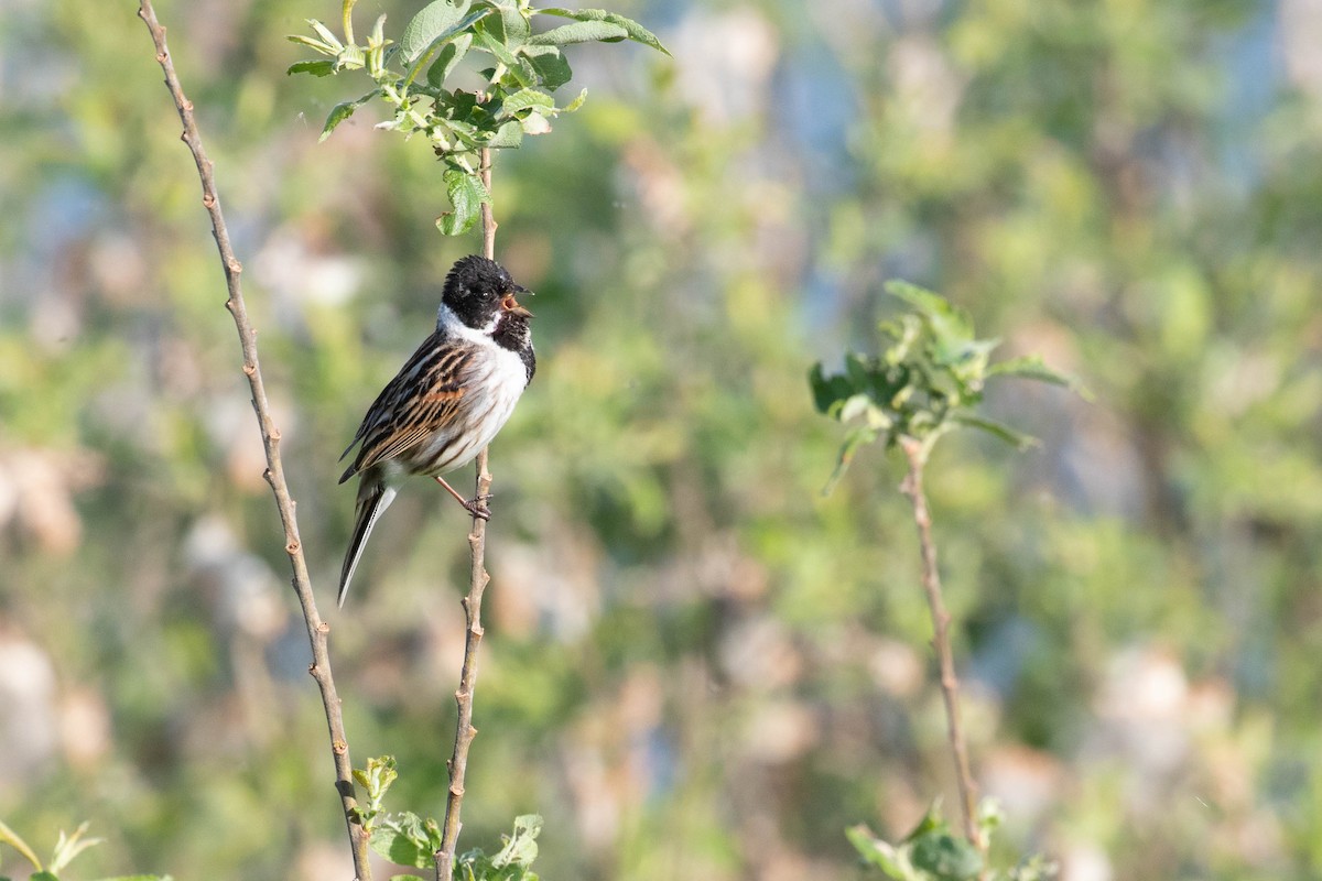 Reed Bunting - ML620637505