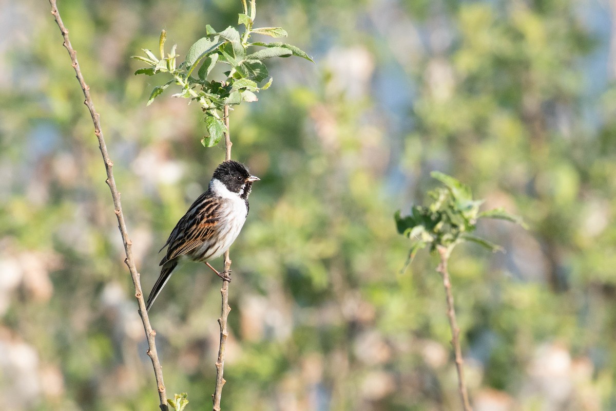 Reed Bunting - ML620637506